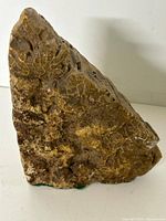 Front view of brown fossilized coral showing texture and flat base