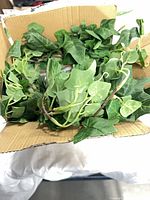 Open cardboard box containing artificial green ivy leaves