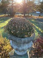 Side view of concrete urn on pedestal with wilted plant