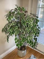 Full view of artificial variegated ficus tree in grey planter