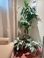 Group view of tall dracaena-style plant and two aglaonema plants in front