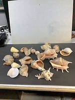 Full lot of approximately 16 mixed seashells laid out on dark surface