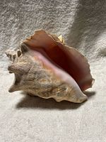 Conch shell side view showing pink interior and exterior texture