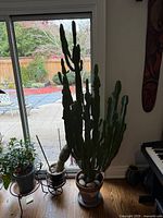 Full view of potted cactus beside window