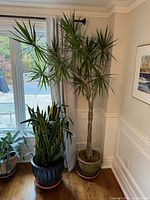 Full view of dragon tree in pot by window