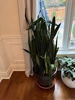 Full view of snake plant next to window in planter