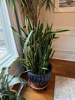 Full view of snake plant and planter by window