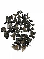 Scattered grouping of numerous shark teeth fossils displayed on white background