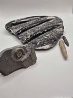 Group view showing orthoceras slab, ammonite rock, two loose orthoceras pieces