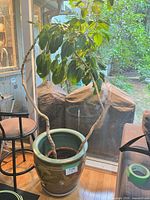 Planter with umbrella tree showing overall size and form