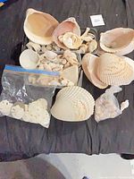 Overview of lot showing large scallop shells, plastic tub with small shells, bags of shells and sand dollars