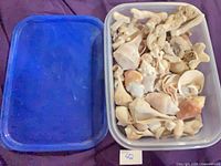 Open container showing sea shells and separate lid
