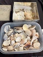 Open plastic tub and metal tin showing variety of shells