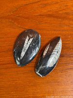 Top view of both polished Orthoceras fossils on wood surface