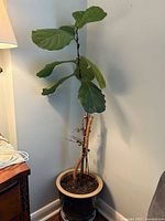 Full view of fiddle-leaf fig in ceramic pot on wooden stand