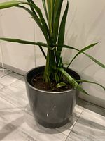 Snake plant in dark grey ceramic planter