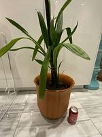 Full view of snake plant, outer terracotta planter, soda can for scale