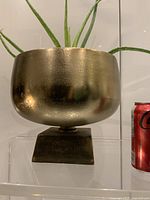 Front view of textured metal pedestal planter with aloe plant; soda can for scale