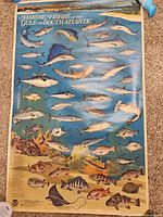 Full view of one Marine Fishes of the Gulf and South Atlantic poster