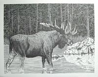 Full view of the Bernie Brown pencil print depicting moose