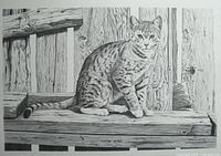 Full view of the pencil print showing cat and background details