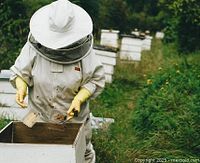 Beekeeper inspecting hive boxes in an apiary illustrating the honey production process related to the share certificate