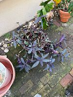 Top view of entire Tradescantia pallida showing spread and pot