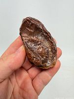 Fossil ear bone full view in hand