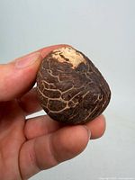 Front view of single tagua nut showing mottled brown texture