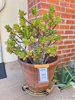 Jade plant in terracotta pot on metal stand