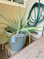 Large aloe vera plant in grey plastic pot placed on cinder block