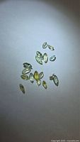 Group of marquise cut lemon-lime tanzanite stones on neutral background
