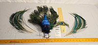 Front view showing bird body with attached feather fan and two separate curved feather bundles, rulers for scale