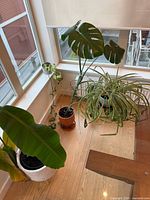 Overview of four potted houseplants by window