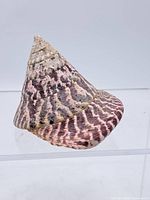 Full view of conical seashell exterior pattern