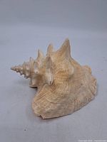Side view of full conch shell showing exterior ridges and spire