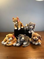 All five TY Beanie Babies cats displayed on table