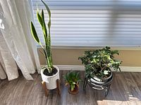 All three houseplants side by side: snake plant left, small bromeliad center, larger bromeliad right