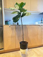 Full view of the fiddle-leaf fig in pot on stand