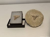 Large and small fossil shark teeth with display box