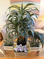 Group shot of all four faux plants showing relative sizes
