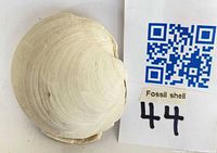 Top view of fossil clam shell next to QR code and label