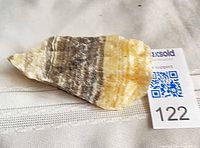 Top view showing full specimen size and banding