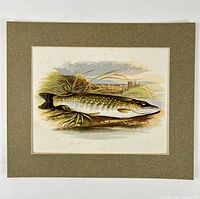 Full view of lithograph in mat