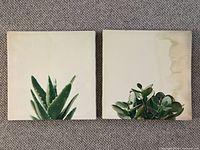 Pair of square vinyl cactus and succulent prints side by side