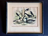 Framed lithograph showing ducks and blackbirds, full view