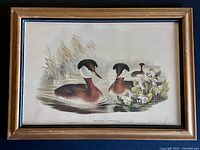 Full view of framed lithograph showing grebes, reeds, flowers