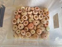 Top view of bulk lot of dyed sea urchin shells in bin