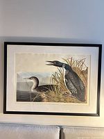 full view of framed Audubon loon print
