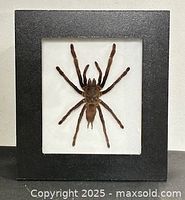Front view of framed tarantula specimen